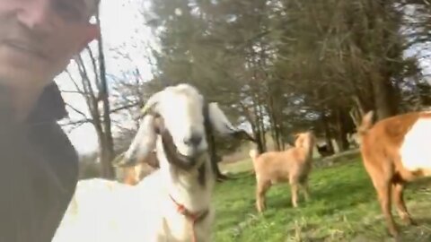 RJ with the goats in Tennessee