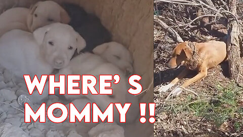 Mother dog lost her puppies and suddenly disappeared inside the desert, Heartbreaking story 💔😱