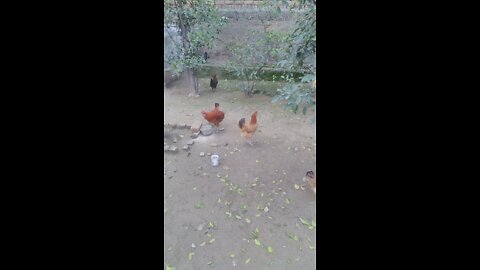 Hens Eating