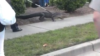 Alligator captured outside shopping center