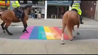 Horses Avoid Gay Pride Cross Walk
