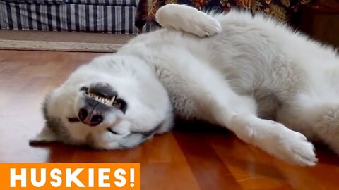 The Funniest and Cutest Husky Compilation