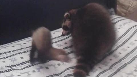 Raccoon and ferret are the best of friends