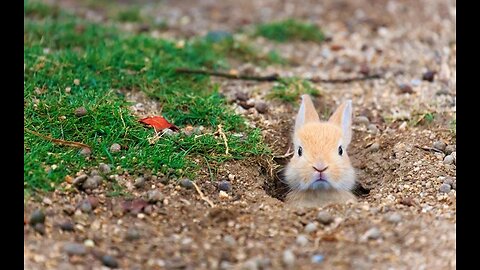 Funny Baby Bunny Rabbit Videos #2 - Cute Rabbits Compilation