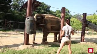 How to train an Elephant | Rare Animals
