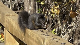 Black Squirrel loves seeds