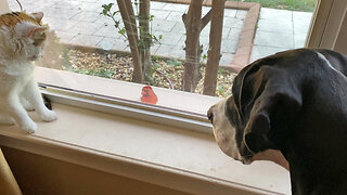 Curious Red Cardinal Loves Visiting With Great Dane & Cats