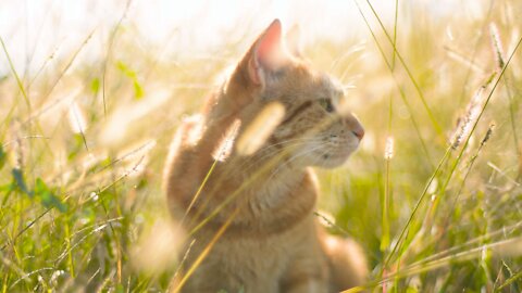 Cat resting under the sun