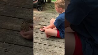 Feeding Chipmunks!!!