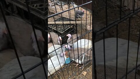 Guinea fowl keets free ranging and in portable enclosure overnight