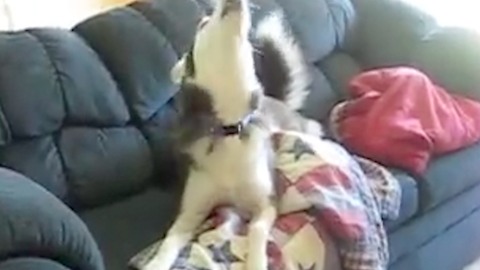 Hilarious huskies throwing ridiculous temper tantrums