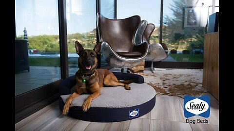 Sealy Cushy Comfy Pet Dog Bed Memory and Orthopedic foam with Cooling Energy Gel Dog Pet Bed...