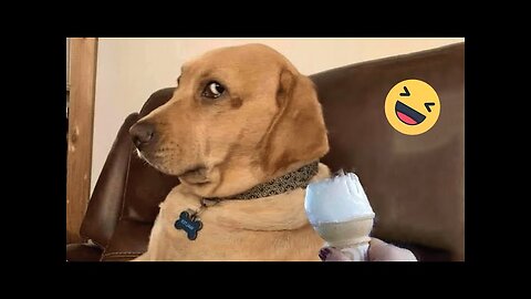 Try Not To Laugh Dogs And Cats 😁 - Best Funniest Animals Video