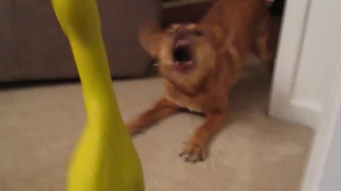 Confused dog hates rubber chicken