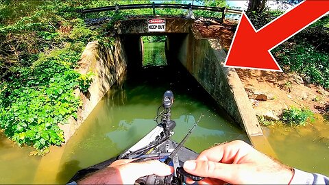 Searching BACK WATER Creeks for BIG Bass - Summer Bass Fishing