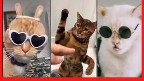 Cat Video Compilation - Funny Animal Moments - Funny Pet Videos - Healthy Cats