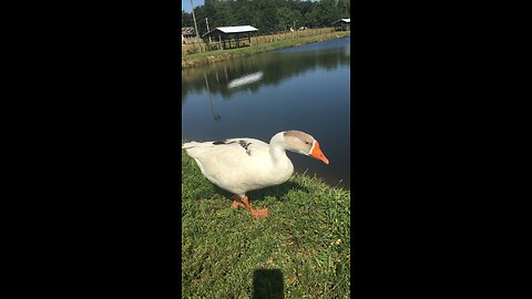 White Duck