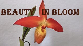 Beauty in Bloom: 2023 Orchid Show at the Chicago Botanical Garden