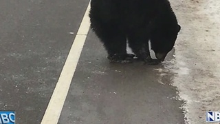 Nosey Bear in Wisconsin