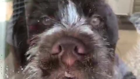 Wirehaired Pointer Makes Ridiculous Faces On Glass Door
