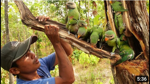 Tear Wood To Find Parrots_ A lot of Birds