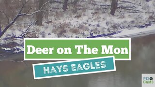 Hays Eagles area Deer traversing along the Monongahela River 2022 01 24 12 06 08 735