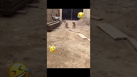 Funny animals dog and cat 🤣🤣😍🤩