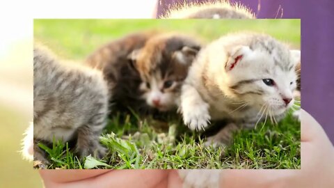 Cute Kittens Meowing | Funny cute pets lovers