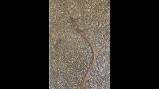 Is this Earthworm?