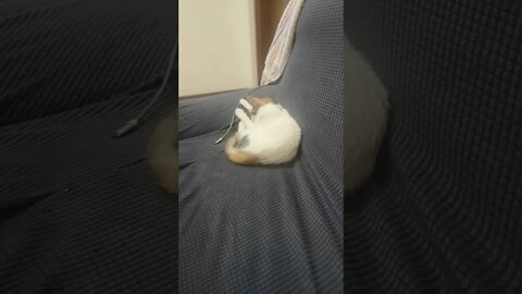 Cute Baby Cat is falling Asleep - Kitten Sleeping Video