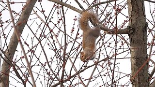 Squirrel Hangs Precariously to Snack on Maple Buds