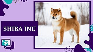 SHIBA INU: TUDO SOBRE A RAÇA