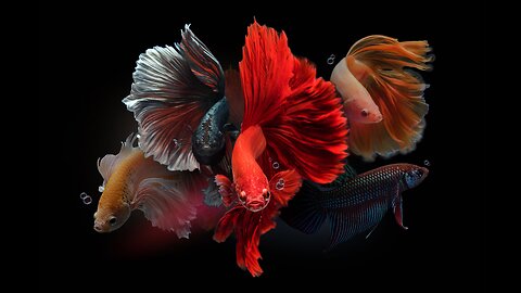 Betta fish mates