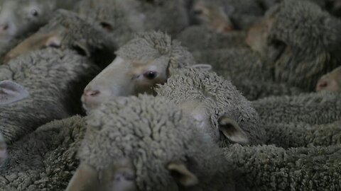 'Slow shearing' at New Zealand sheep station puts animal happiness first