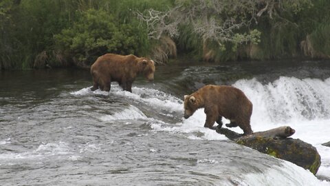 Bear Cameras In America's National Parks Are Surging In Popularity