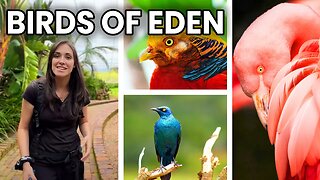 World's Largest Aviary: BIRDS OF EDEN - GARDEN ROUTE, Travel South Africa, Plettenberg Bay Cape Town