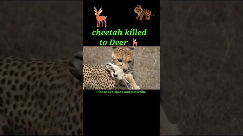 Tiger cheetah killed to Deer 🦌#shorts #shortvideo #youtubeshorts