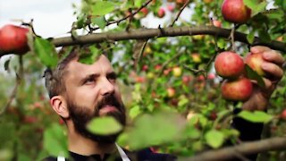 Kelly’s Choice – Apple harvest time