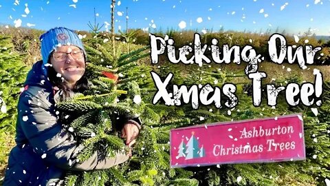 Picking The Perfect Christmas Xmas Tree! | Ashburton Farm Devon