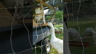 Over Protective Guard Goose! #goose #turkey #animals #farm #farming #farmanimals #homesteading