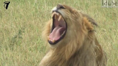 Young Male Lion Yawns