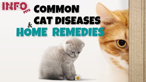 Cat Common Diseases and Home Remedies | How to Tackle Cat Diseases at Home #cat