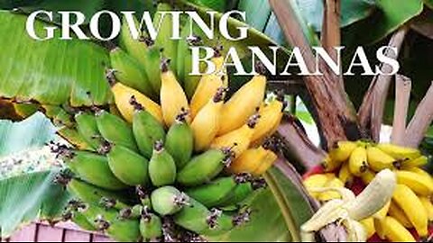 🔴 Banana tree Grafting with banana Fruit to get Bananas Tree 👇 #ASMR