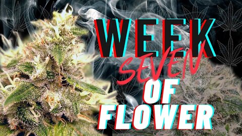 Flower Update: WEEK 7 | Bloom Plus || SO MUCH FROST!!!!