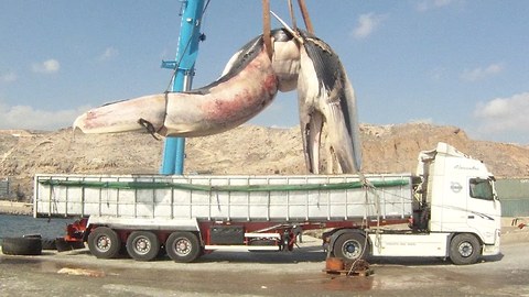 Heavy Load: Huge 35 Tonne Whale Lifted Onto Truck