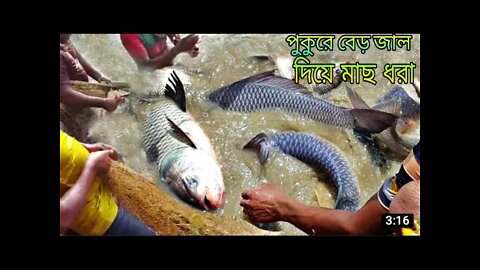 বাঘাল বাড়ির পুকুরে বাঘা বাঘা মাছ/Top net fishing