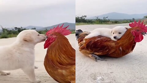 what is this puppy doing with the chicken