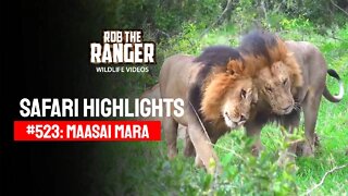 Safari Highlights #523: 11 & 12 June 2019 | Maasai Mara/Zebra Plains | Latest Wildlife Sightings