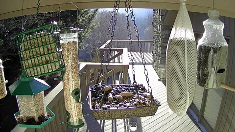 Live Stream Bird Feeder Ashville NC