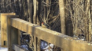 Red-Bellied Wood Pecker James Gardens Toronto 3